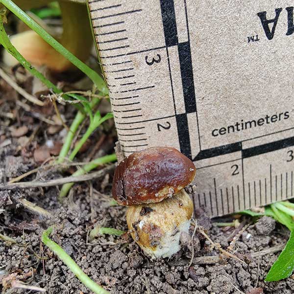 Small mushroom on soil with the ruler from the back cover of a Myco Blitz pocket field journal showing its height in centimeters.